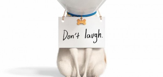 The-Secret-Life-of-Pets-2-movie-poster